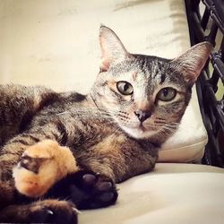 Close-up portrait of cat