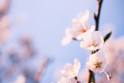 Close-up of cherry blossoms against sky