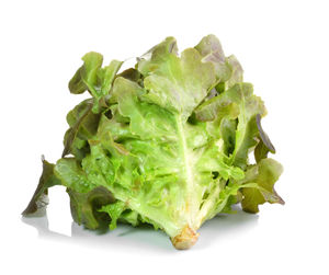 Close-up of leaf against white background