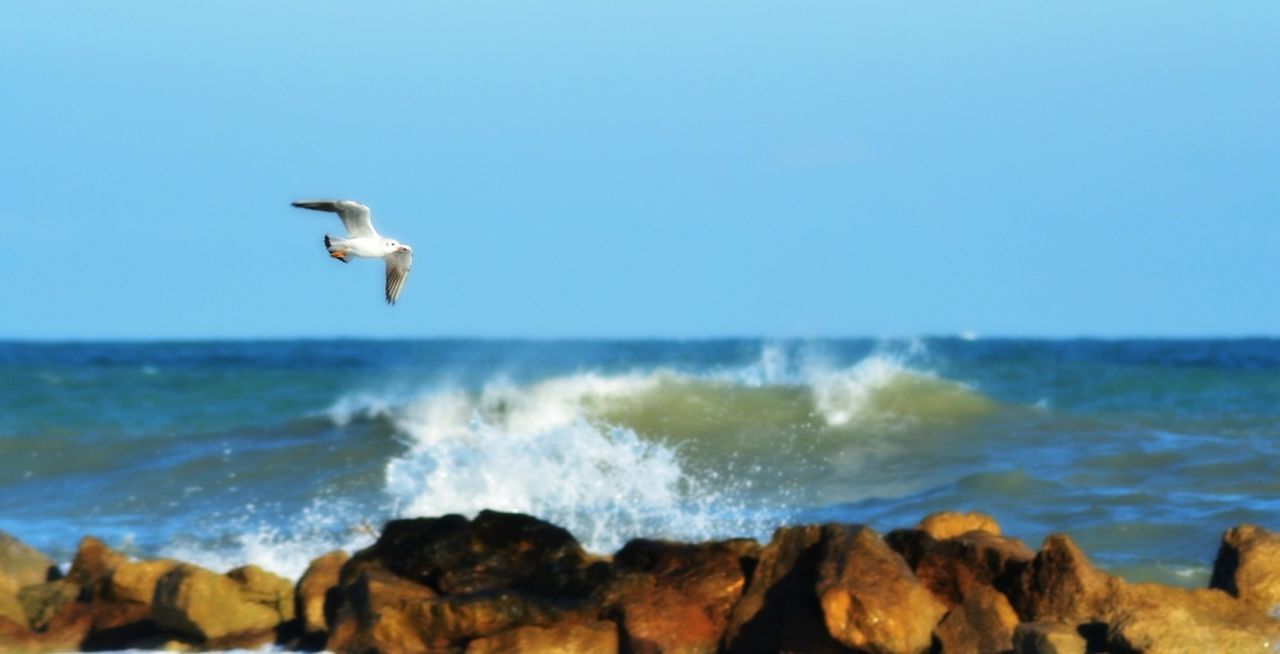 bird, animal themes, sea, animals in the wild, wildlife, seagull, water, horizon over water, one animal, clear sky, flying, copy space, beach, wave, nature, spread wings, beauty in nature, blue, shore, perching