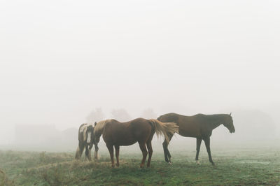 Horses in a field