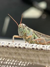 Close-up of an insect