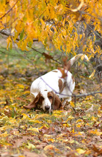 Dog on field during autumn