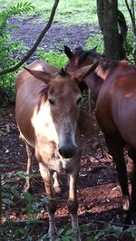 Horse standing in a field