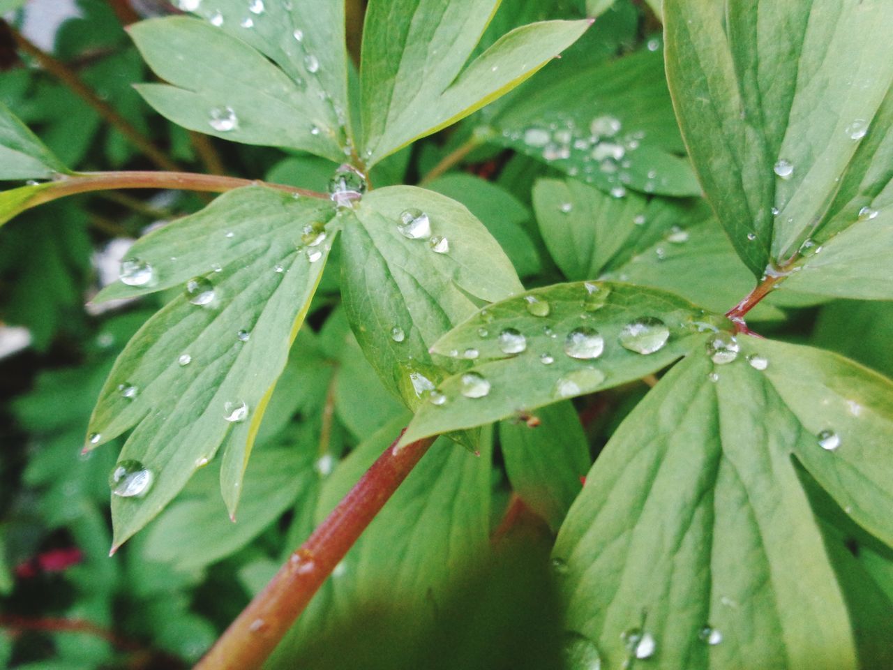 drop, water, leaf, wet, green color, close-up, growth, dew, freshness, raindrop, nature, beauty in nature, plant, rain, focus on foreground, fragility, purity, leaves, leaf vein, weather