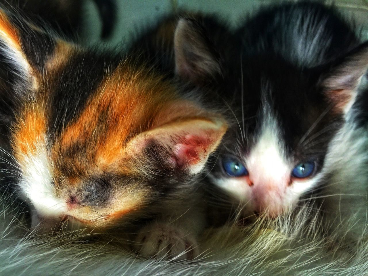 CLOSE-UP PORTRAIT OF A CAT