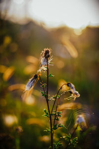 Close-up of insect on plant