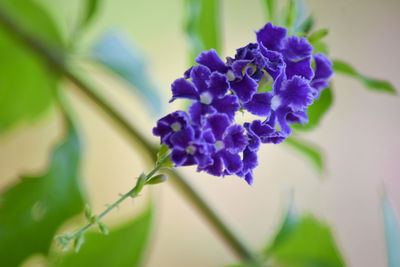 Close-up of purple flowering plant