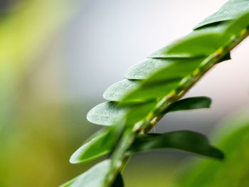 Close-up of green leaves