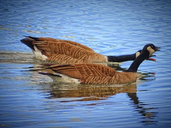 Ducks swimming on lake