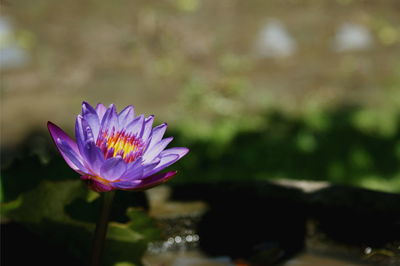 Close-up of purple lotus water lily in pond