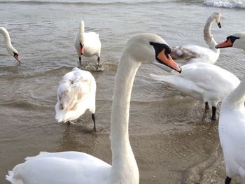 Swans and ducks in lake