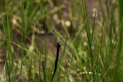 Close-up of insect on grass