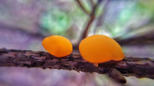 Close up of yellow flower