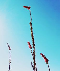 Low angle view of red flowering plant against blue sky