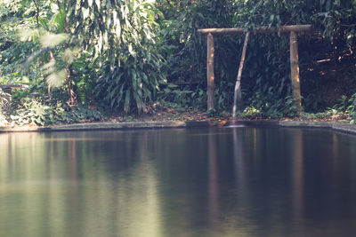 Reflection of trees on water