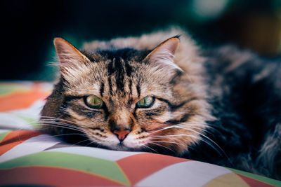 Close-up portrait of cat