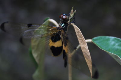 Close-up of butterfly on leaf