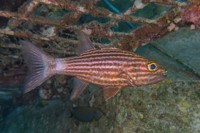 Close-up of fish swimming in sea