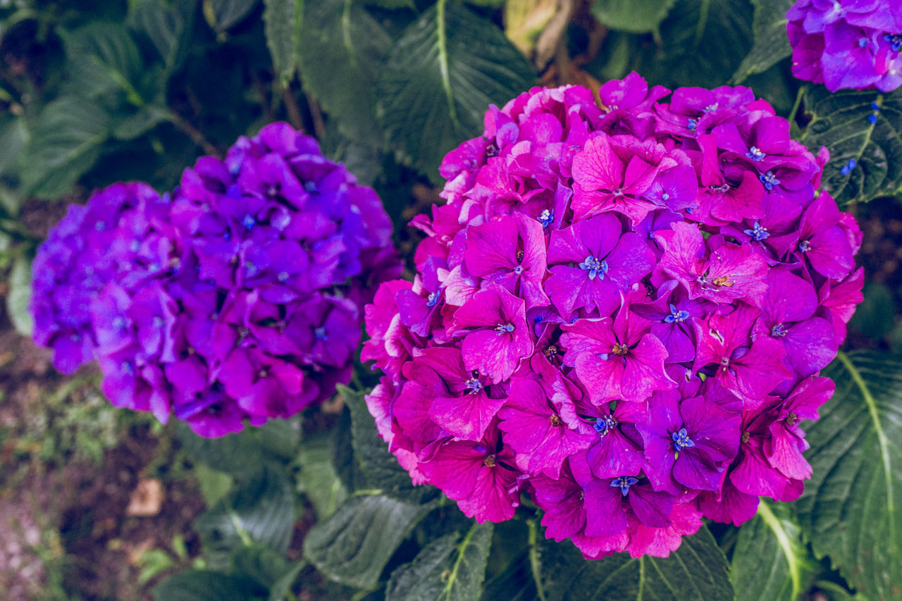 HIGH ANGLE VIEW OF FRESH PURPLE HYDRANGEA