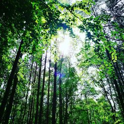 Low angle view of bamboo trees in forest