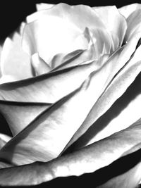 Close-up of rose