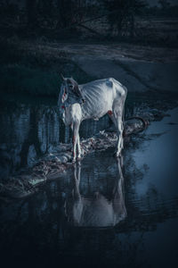 Dog standing in lake