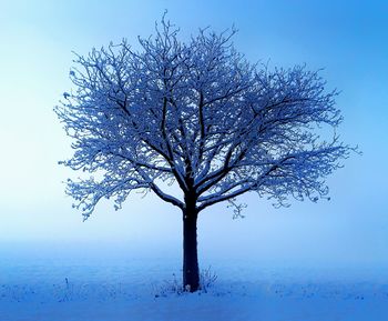 Bare tree against clear blue sky during winter