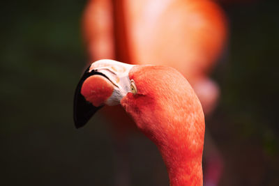 Close-up of flamingo