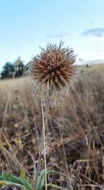 Close-up of thistle on field against sky