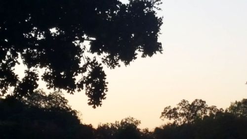 Low angle view of silhouette trees against sky during sunset