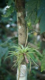 Close-up of leaves