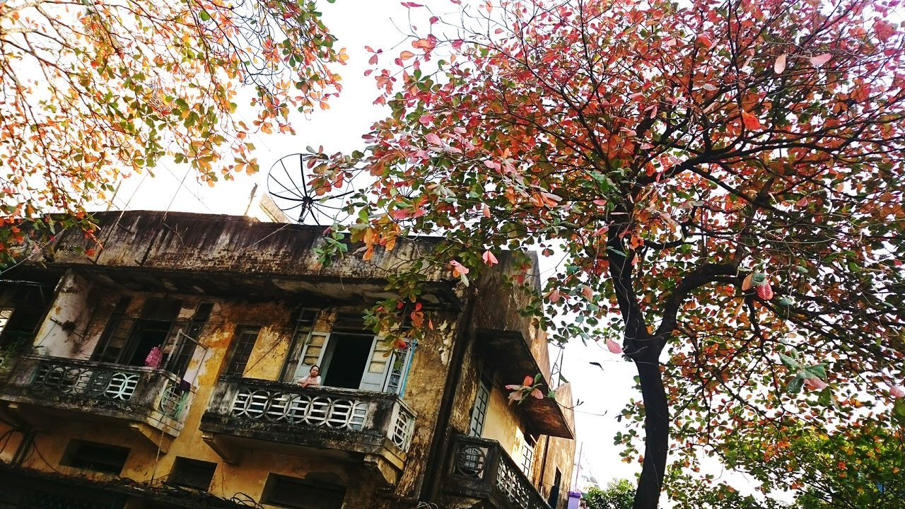 building exterior, architecture, built structure, low angle view, tree, branch, residential building, residential structure, house, sky, growth, building, clear sky, day, outdoors, no people, city, nature, window, roof