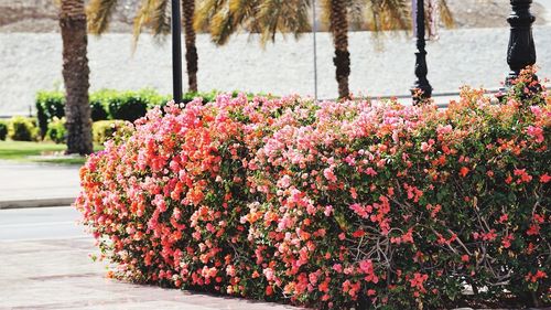 Pink flowering plants in park