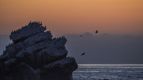 Silhouette bird flying over sea against sky