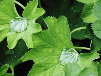 Close-up of green leaves