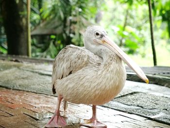 Close-up of bird perching