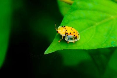 Close-up of ladybug on leaf