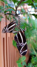 Close-up of butterfly on plant