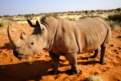 Rhinoceros standing on field
