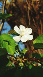 Close-up of flower blooming on tree