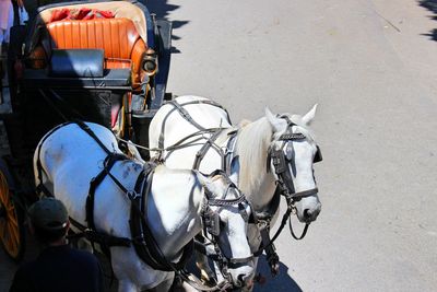 High angle view of horse carriage on street