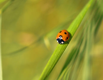 Ladybug close-up on the grass
