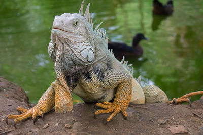 Close-up of lizard on shore