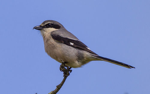 Low angle view of bird perching on plant against clear sky