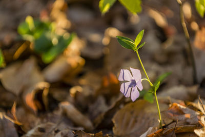 Close-up of small plant