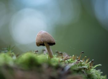 Close-up of mushroom