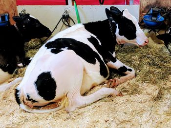 Close-up of cow