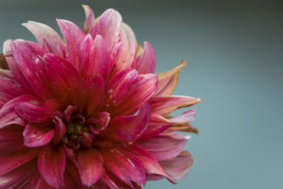 Close-up of pink dahlia