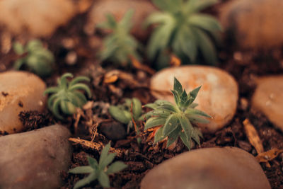 High angle view of potted plant on field